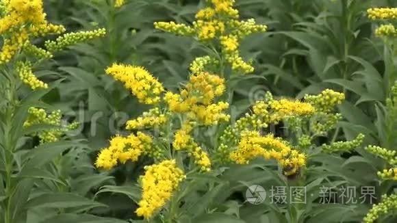 昆虫在花中采集花蜜视频