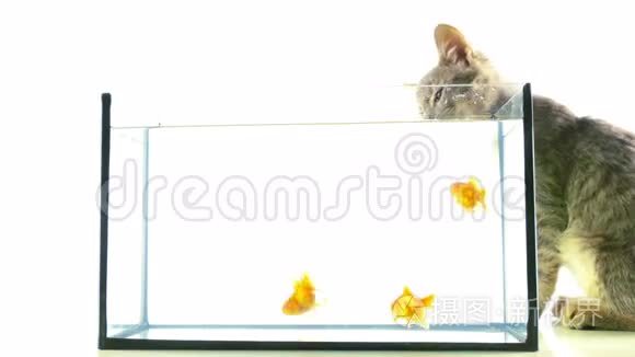 水族馆里的金鱼视频