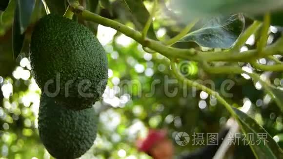 牛油果热带水果挂在种植园的树枝上短视频