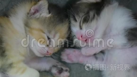 两只刚出生的小猫睡得很可爱。 刚出生的小猫从猫的概念生活方式