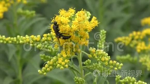 昆虫在花中采集花蜜视频