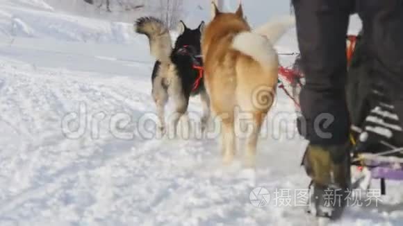 带狗司机的哈士奇雪橇犬队视频