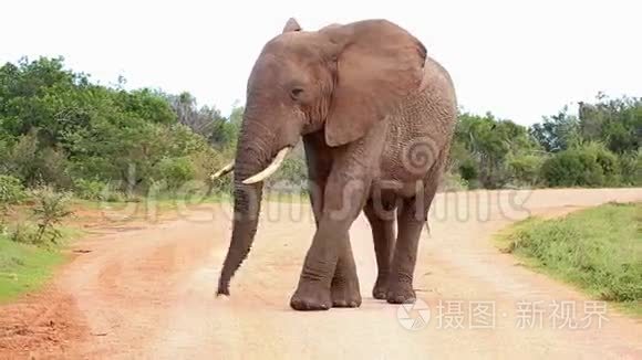 大型雄性非洲大象行走