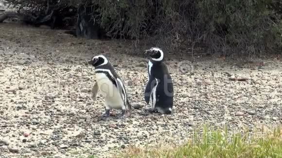 帕塔哥尼亚的麦哲伦企鹅视频