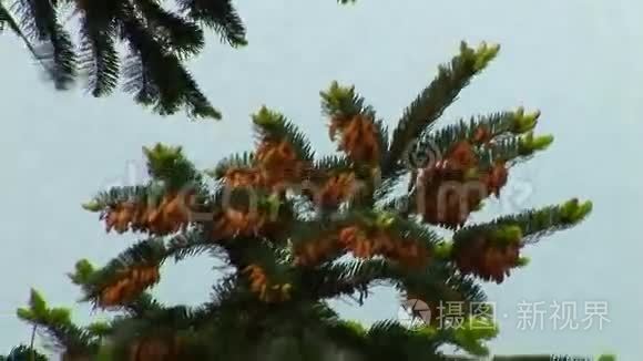 暴风雨天气视频