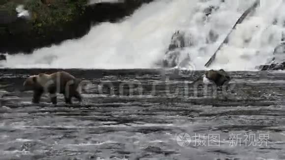 在阿拉斯加的熊视频