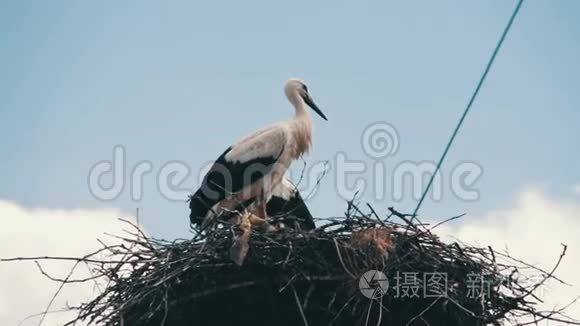 鹳鸟坐在柱子上的巢里视频