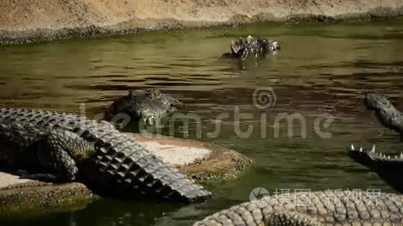 天然公园水中鳄鱼视频