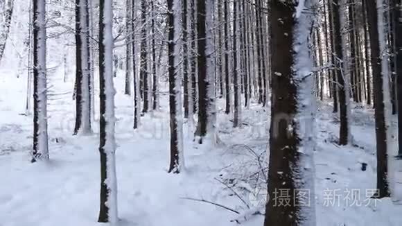 森林里的雪树视频