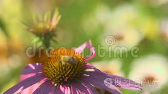 大黄蜂在紫锥花上视频