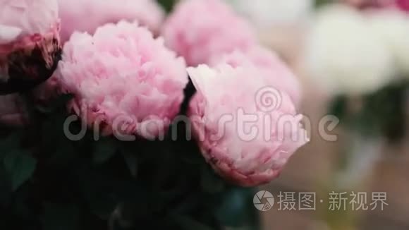 绿色背景上美丽的粉红色花朵视频
