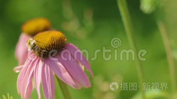 大黄蜂在紫锥花上视频
