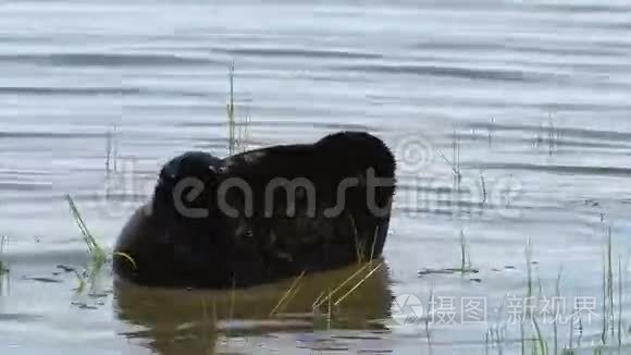 拉多加环密封在水中视频