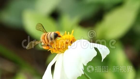 田野里有蜜蜂的草花。 清迈泰国