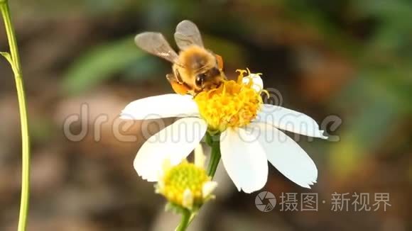 田野里有蜜蜂的草花。 清迈泰国