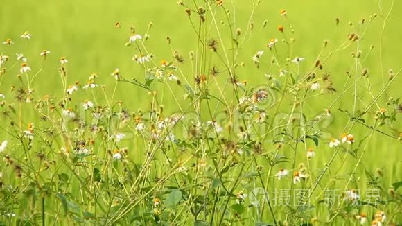 田野里有蜜蜂的草花。 清迈泰国