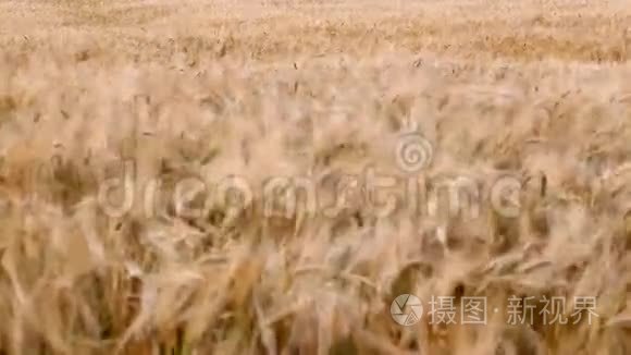 成熟小麦的耳朵视频