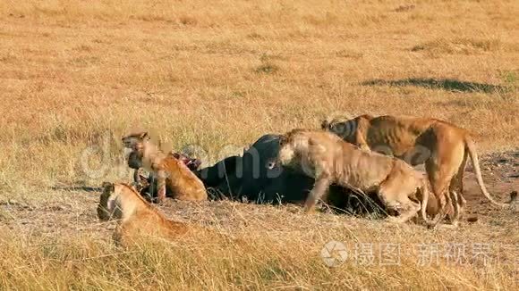 在马赛马拉吃祈祷的狮子的骄傲视频