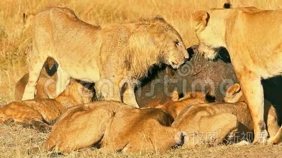在马赛马拉吃祈祷的狮子的骄傲视频