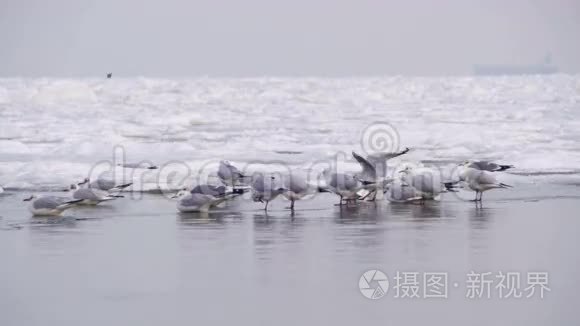 海鸥坐在冰封的海面上