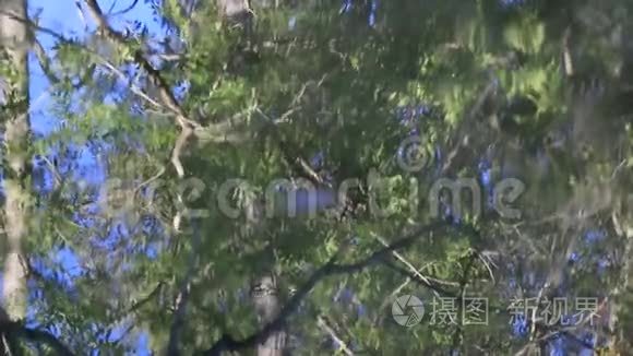 树叶在水中的反射视频