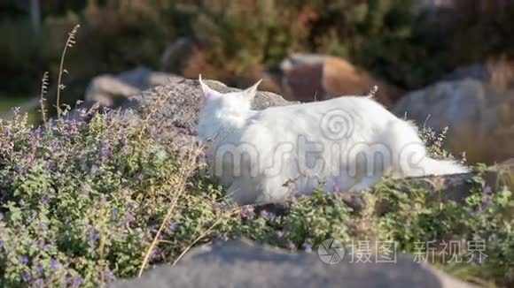 缅因州野猫浣熊视频