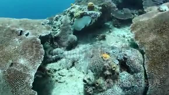 海底拖尾的沃伯贡鲨鱼视频