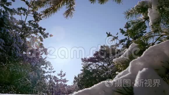 冬日的阳光冲破白雪覆盖的杉树枝