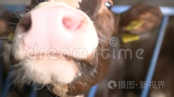 现代农场谷仓里挤牛奶吃干草视频