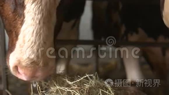 现代农场谷仓里挤牛奶吃干草视频
