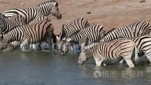 平原斑马饮水