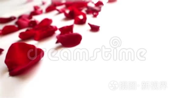 白色背景上的红色玫瑰花瓣视频