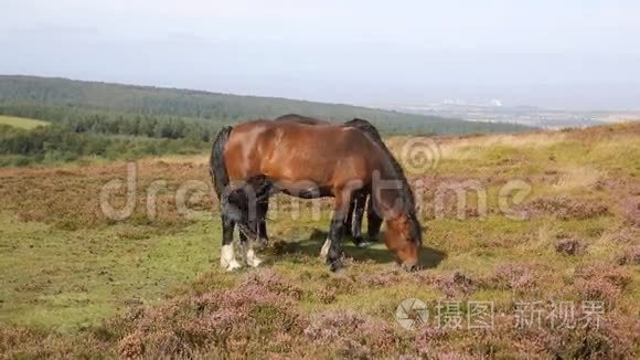 野马昆托克山萨默塞特英国视频