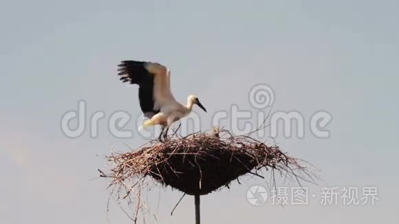 鹳鸟坐在柱子上的巢里