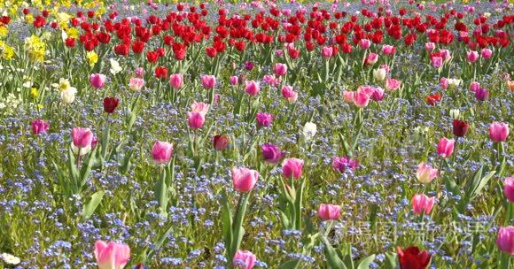 春天的粉红郁金香花园视频