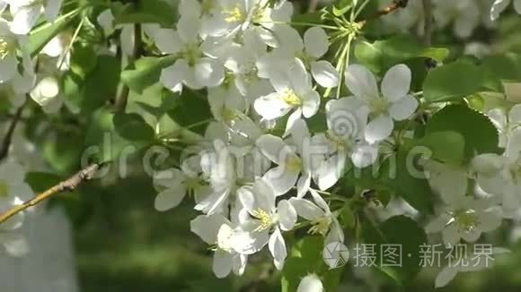 花的苹果树白色视频