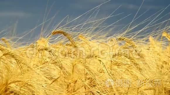 大麦地在金色的夏光中