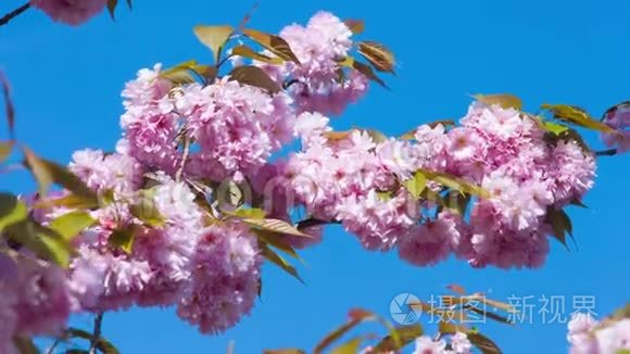 春季日本樱花树樱花视频