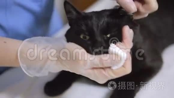 兽医在兽医诊所检查猫视频