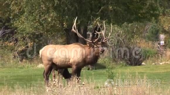 牛麋鹿在草甸布格林视频