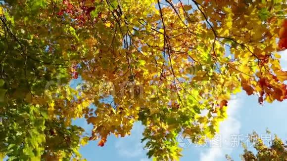 树叶从明亮的秋枫树上飘落下来视频