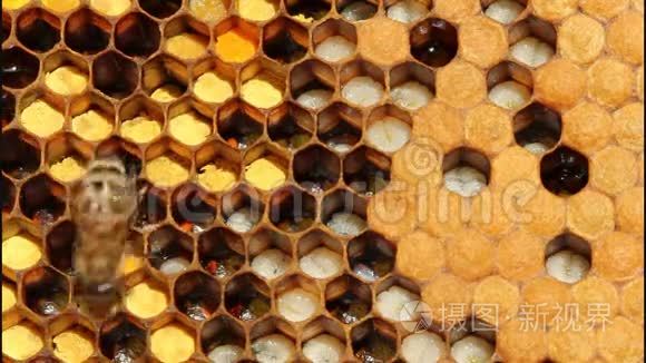 蜜蜂的生活和繁殖