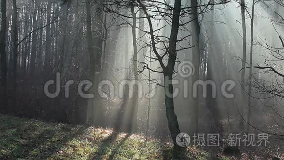 波兰森林里浓雾中的太阳。