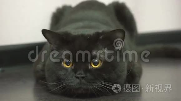 一只有橙色眼睛的英国黑猫在寻找玩具