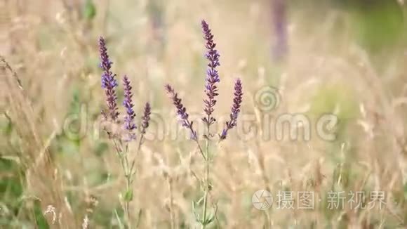 自然界的草花背景视频