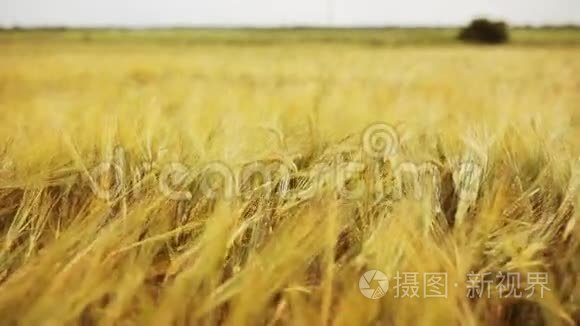 有成熟黑麦或小麦小穗的麦田视频