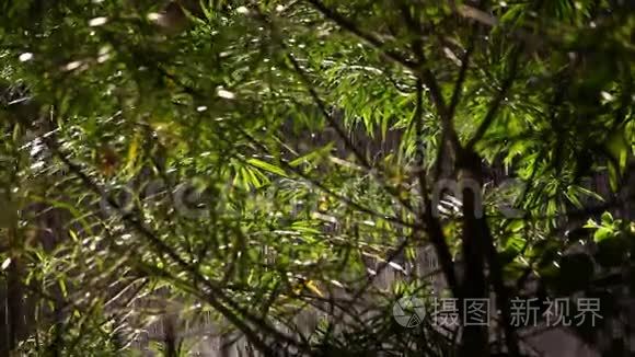 花园里的雨水视频