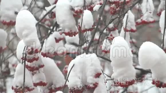 牛翅在雪地里吃树上的红视频