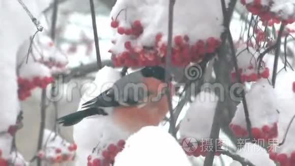 牛翅在雪地里吃树上的红视频