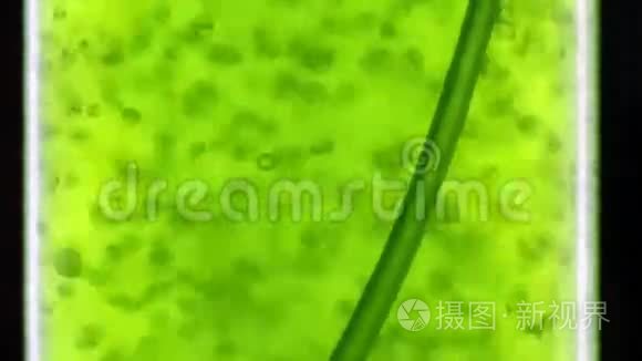 藻类燃料生物燃料工业中的光生物反应器。